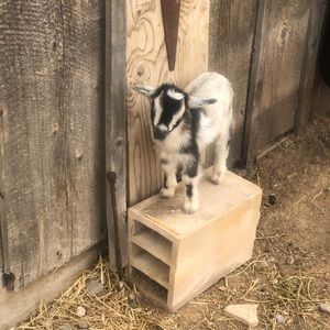 Meet your Posher, Gaynelle